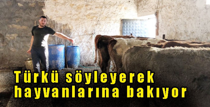 Türkü söyleyerek hayvanlarına bakıyor