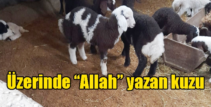 Üzerinde “Allah” yazan kuzu