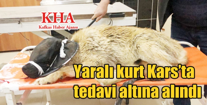 Yaralı kurt Kars’ta tedavi altına alındı