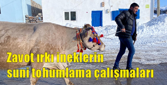 Zavot ırkı ineklerin suni tohumlama çalışmaları